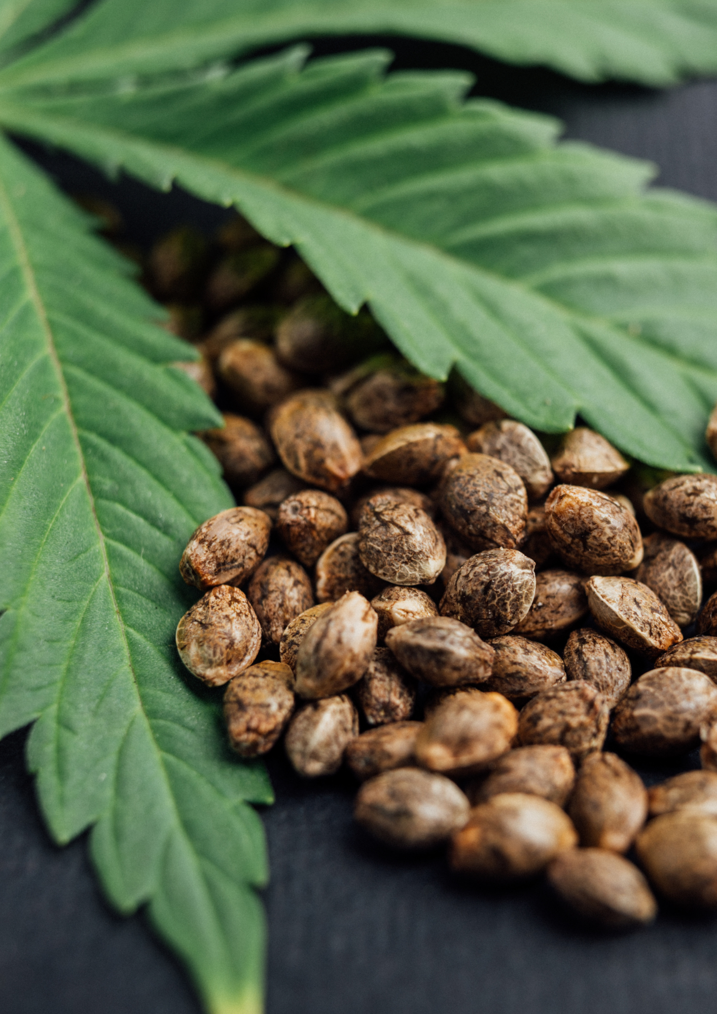 Hemp Seed Oil x Hemp Extract: What’s the Real Difference for Skin and Pets?