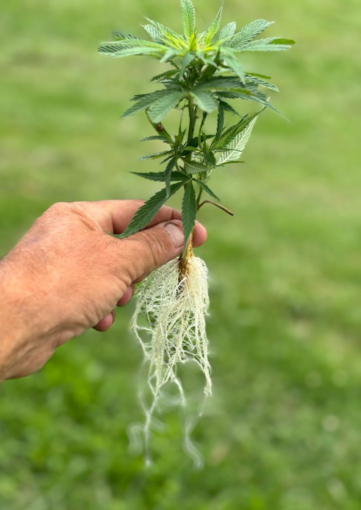 Meet the Endocannabinoid System (ECS): The Body’s Hidden Regulator.