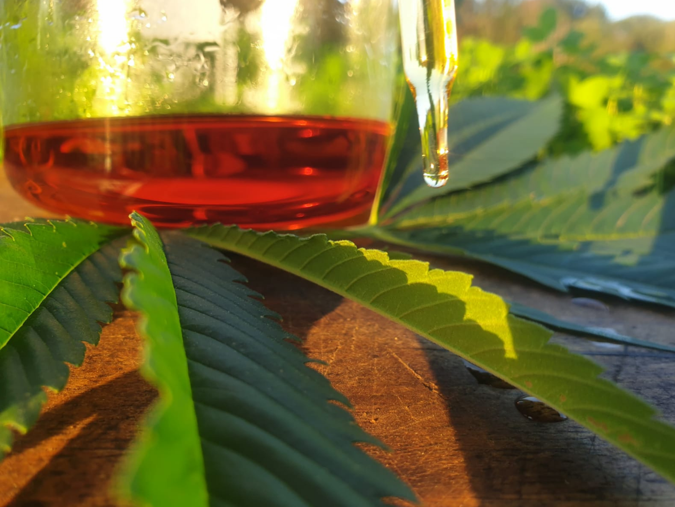 From Seed to Bottle: How We Create Our Golden Hemp Extract