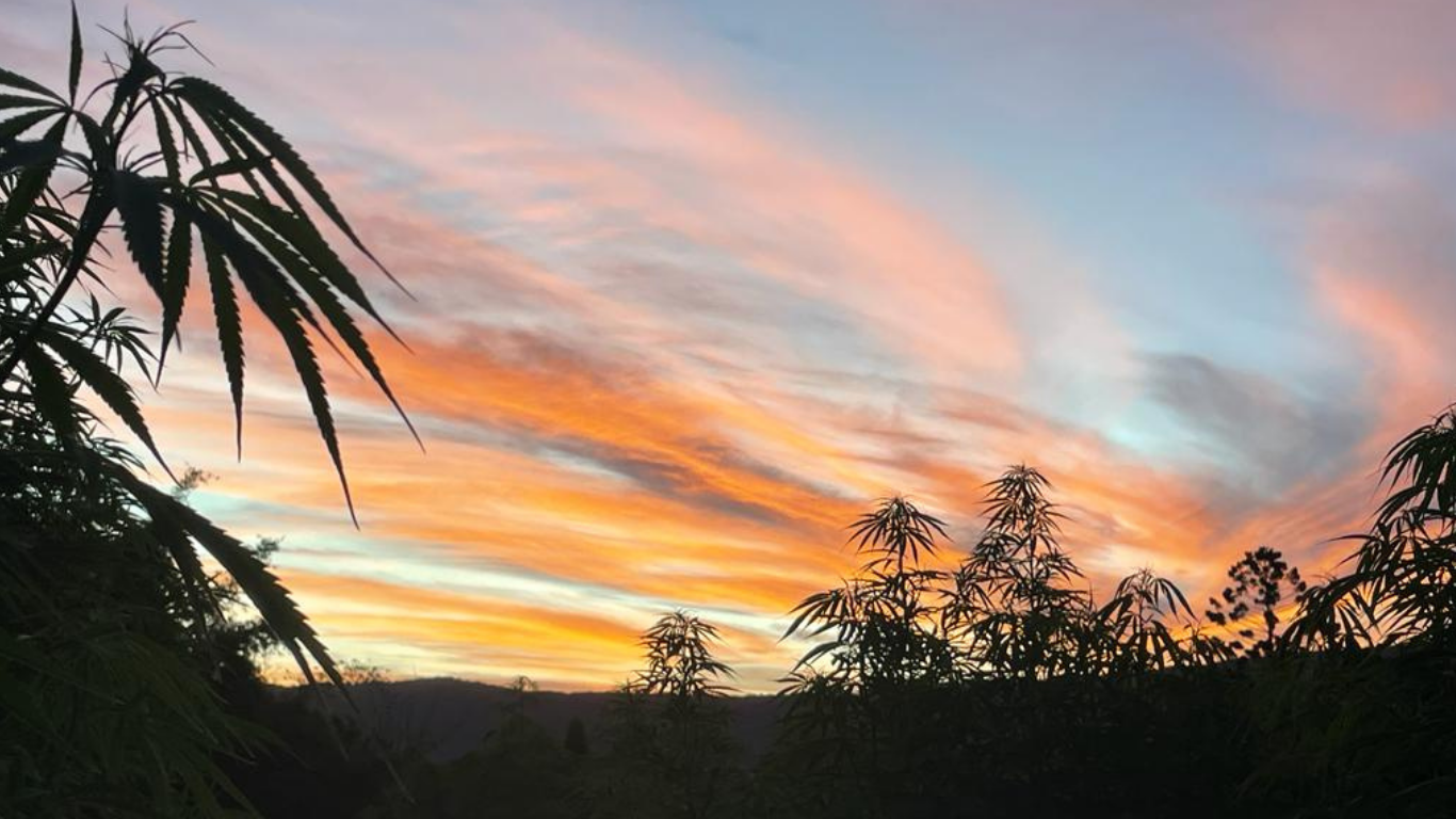 Nature’s Blueprint for Balance: How the Endocannabinoid System Connects Us All