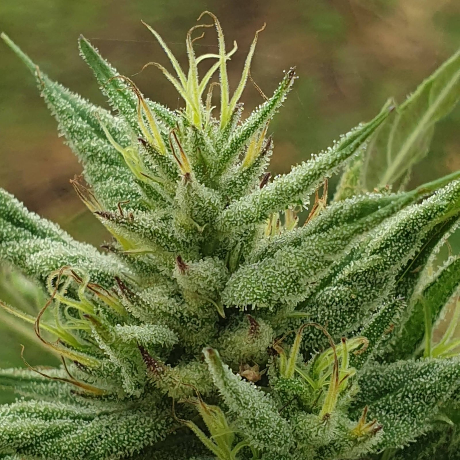 Understanding Hemp Extract and How It's Different from Marijuana