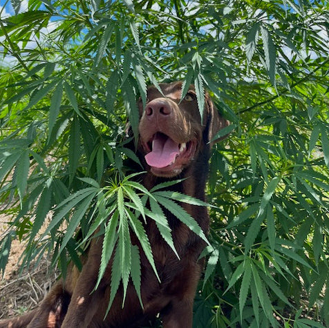 See How Hemp Extract Can Support Your Pet’s Wellbeing