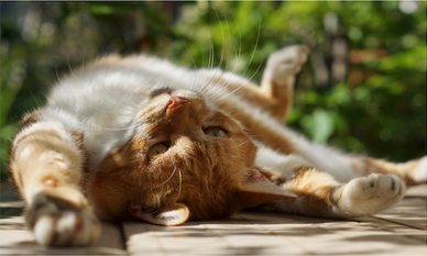 Cannafox Farm Cat 